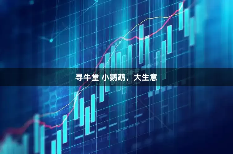 寻牛堂 小鹦鹉，大生意
